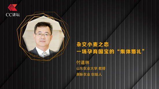 昆明配资炒股 山东农业大学付道林：杂交小麦之恋，一场孕育国宝的“集体婚礼”